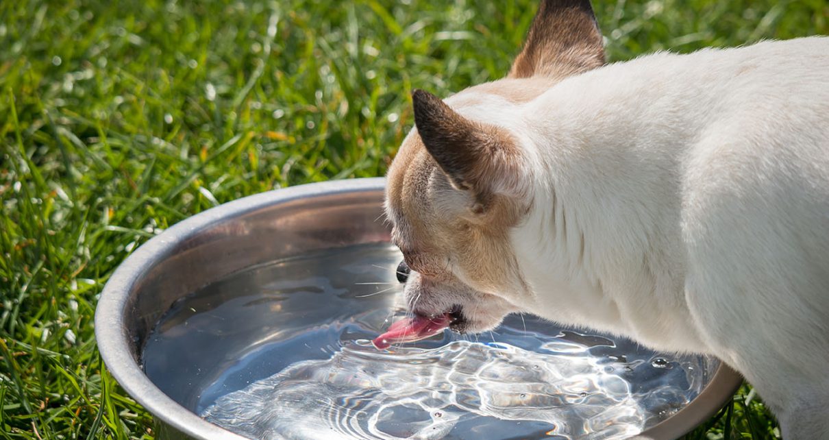 dog drinking water