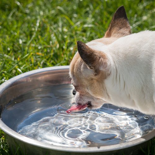 dog drinking water