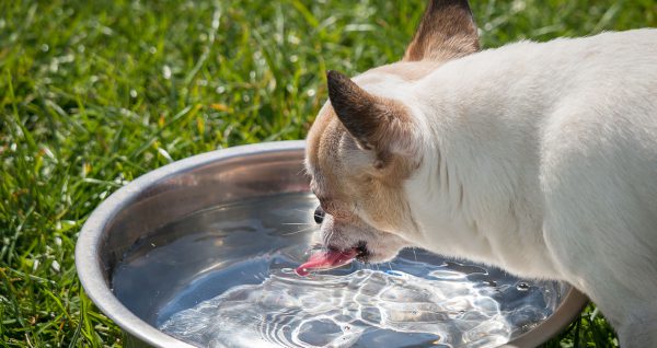 dog drinking water
