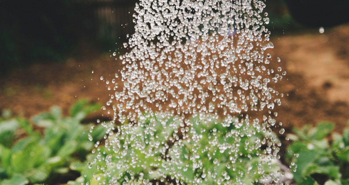 watering plants