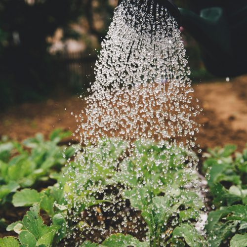 watering plants