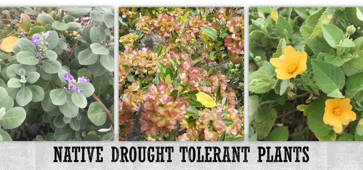 Native Drought Tolerant Plants