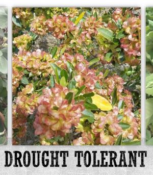 Native Drought Tolerant Plants