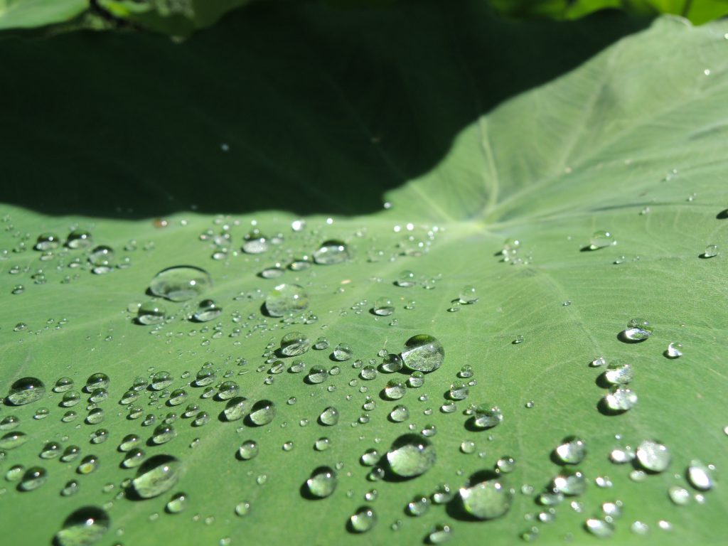 Taro with water drops